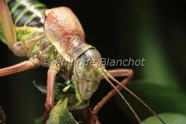 ephippigere des vignes.JPG - in "Tête à tête avec les insectes" ed. Seuil JeunesseEphippigère des vignesEphippiger ephippigerBushcricket Orthoptera, TettigoniidaeFrance